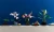 LEGO Icons 10311 Orchidea