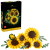blt1c33118501c8da2f-11502_boxprod_v29.png