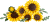 blt1c33118501c8da2f-11502_Prod.png