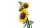 blt1c33118501c8da2f-11502_WEB_SEC02_NOBG.png