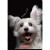 zeszyt a5 60 animals herlitz mr puggy